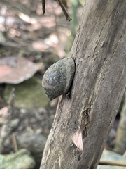 Cassidula