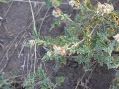 Sphaeralcea australis