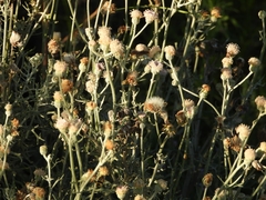 Senecio viravira
