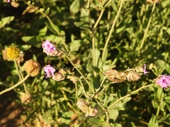Mirabilis ovata