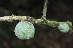 Salacia arborea