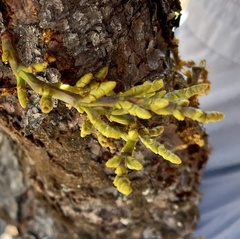 Arceuthobium littorum