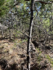 Arceuthobium littorum