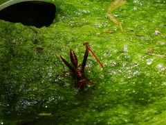 Polistes franciscanus