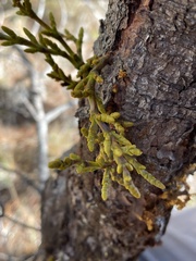 Arceuthobium littorum