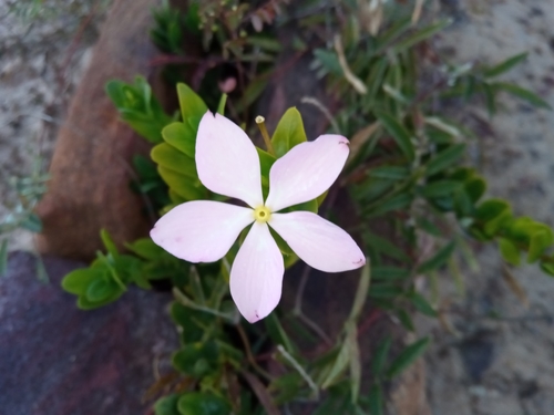 Catharanthus image