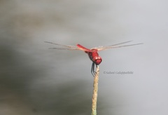 Urothemis signata