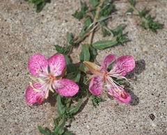Oenothera canescens