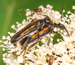 Strangalepta abbreviata