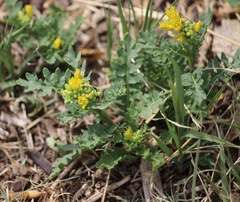 Rorippa sinuata