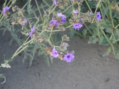 Mirabilis ovata