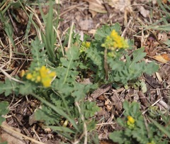 Rorippa sinuata