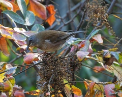 Turdus pallidus