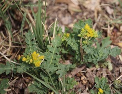 Rorippa sinuata