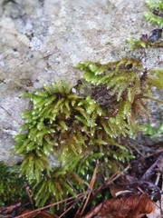 Plasteurhynchium striatulum