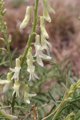 Astragalus racemosus