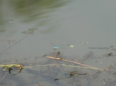 Pseudagrion microcephalum