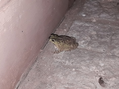 Rhinella dorbignyi