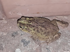 Rhinella dorbignyi