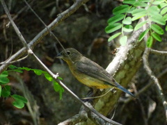 Passerina rositae