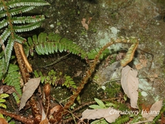Polystichum parvipinnulum