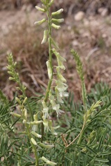 Astragalus racemosus