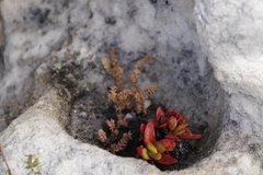 Crassula lanceolata