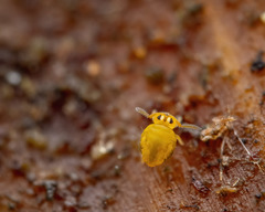 Sminthurinus aureus