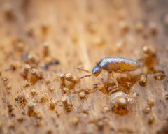 Lepidocyrtus cyaneus