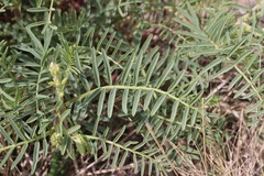 Astragalus racemosus