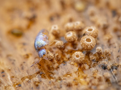 Lepidocyrtus cyaneus