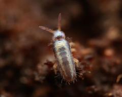 Lepidocyrtus cyaneus