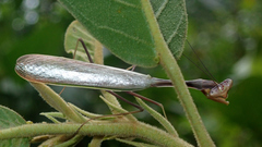 Pseudoxyops perpulchra
