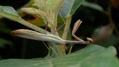 Pseudoxyops perpulchra