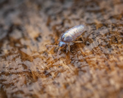 Lepidocyrtus cyaneus