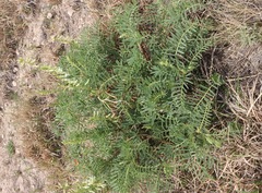 Astragalus racemosus