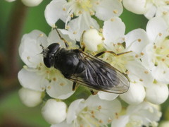 Cheilosia caerulescens