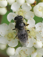 Cheilosia caerulescens
