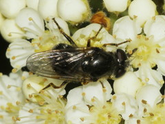 Cheilosia caerulescens