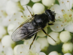 Cheilosia caerulescens