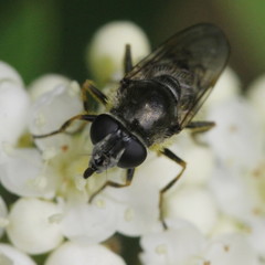 Cheilosia caerulescens