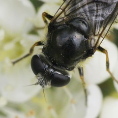 Cheilosia caerulescens