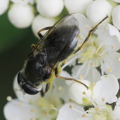 Cheilosia caerulescens