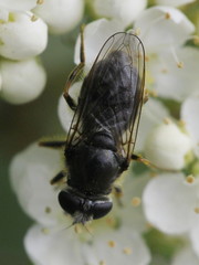Cheilosia caerulescens