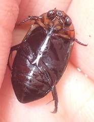 Hydaticus aruspex