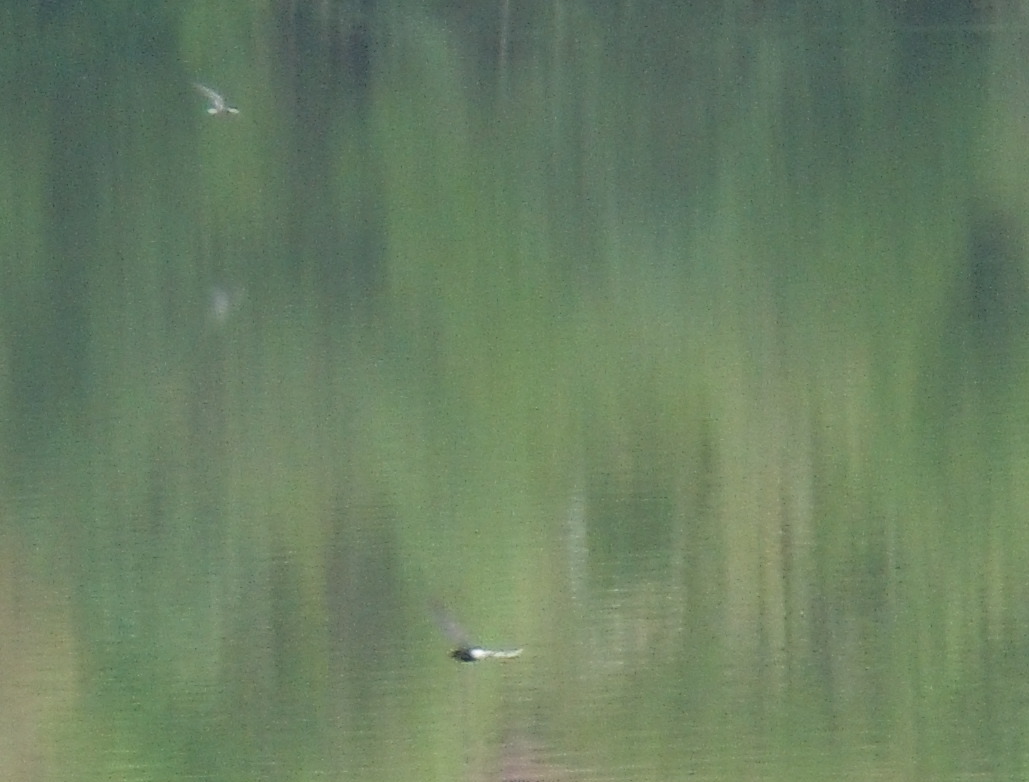 Black Tern