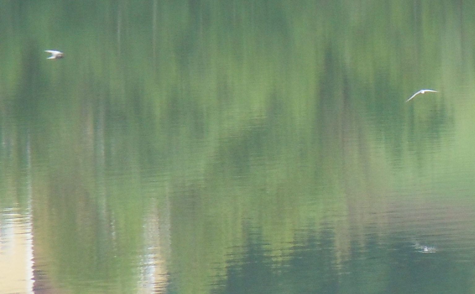 Black Tern