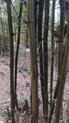 Bambusa pervariabilis