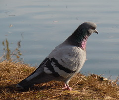 Columba livia domestica