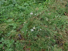 Torilis japonica